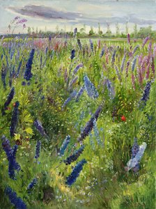 Delphiniums et soleil levant, 1991